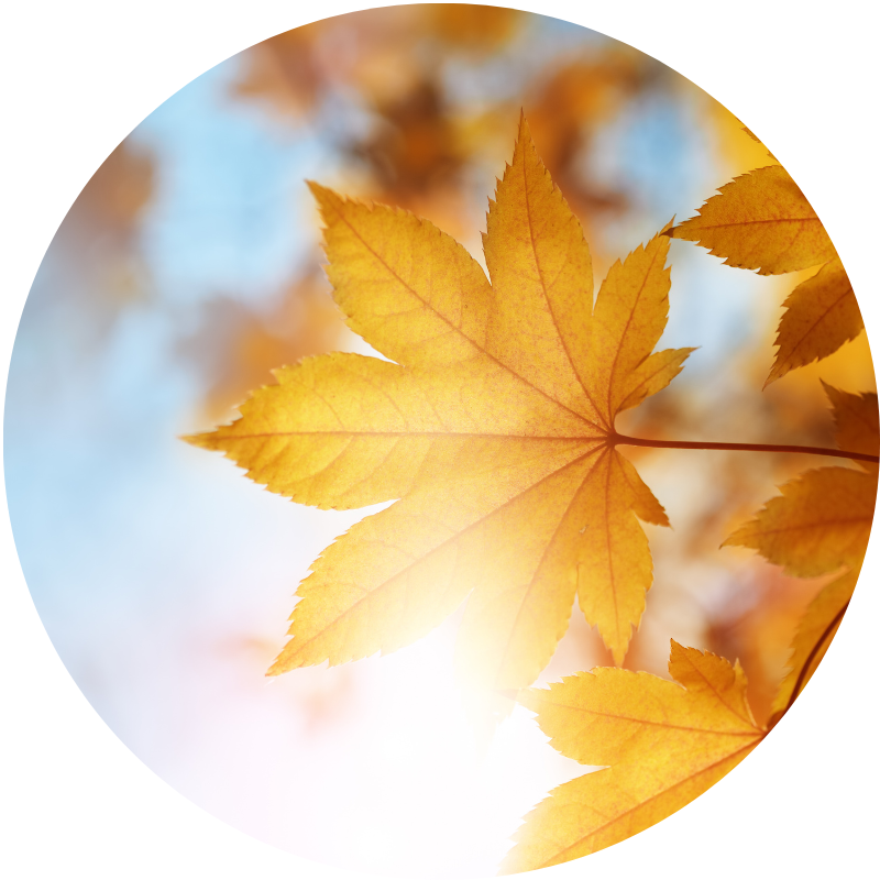 How to Use Autumn Traditions to Strengthen Company Culture